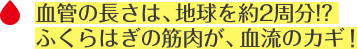 血管の長さは、地球を約2週分！？ ふくらはぎの筋肉が、血流のカギ！