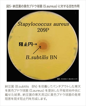 図5・納豆菌の黄色ブドウ球菌（S.aureus）に対する活性作用