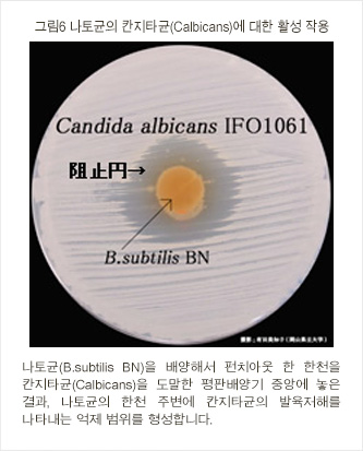 그림6 나토균의 칸지타균(Calbicans)에 대한 활성 작용
